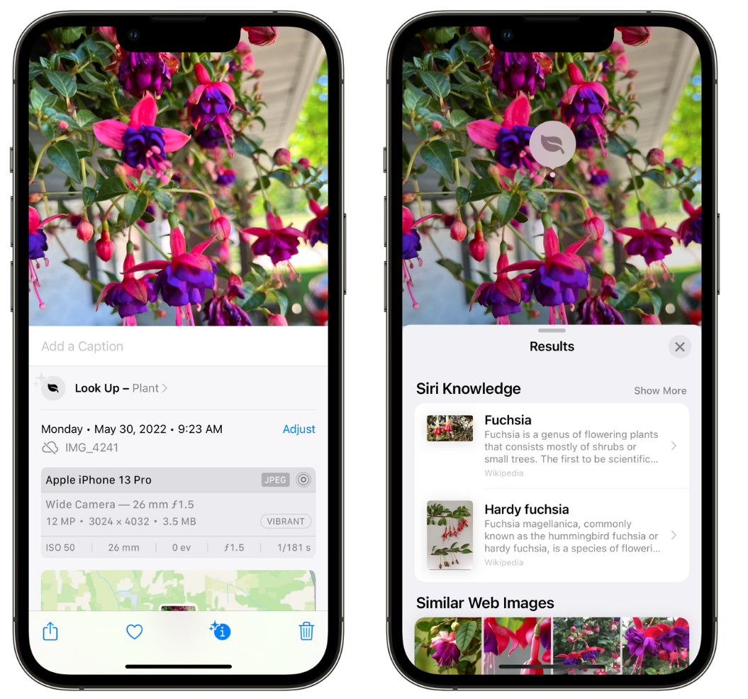 白鹭湖管理区苹果手机维修分享小技巧：使用 iPhone 相机识别花卉植物 